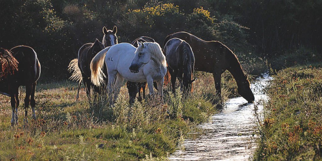 chevaux-abreuvoir-1-1200x600
