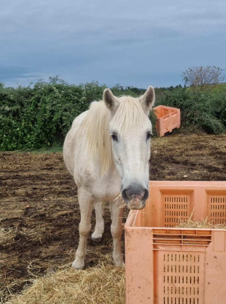 ff7e871b-1cee-429d-9fa0-d19278e3db10